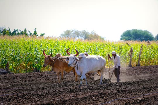 Farmer in field
